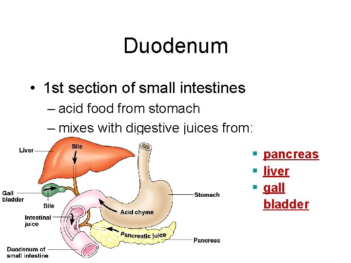 Duodenum • 1 st section of small intestines – acid food from stomach –