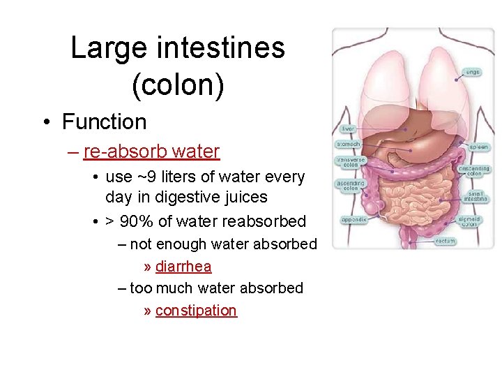 Large intestines (colon) • Function – re-absorb water • use ~9 liters of water