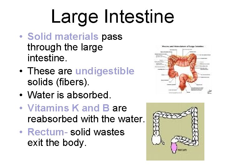 Large Intestine • Solid materials pass through the large intestine. • These are undigestible