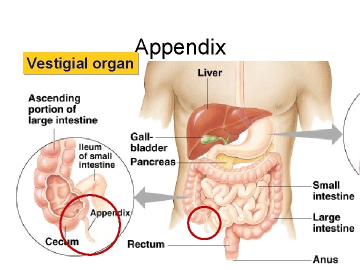 Vestigial organ Appendix 