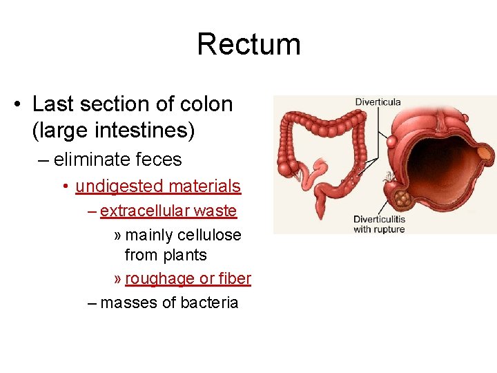 Rectum • Last section of colon (large intestines) – eliminate feces • undigested materials