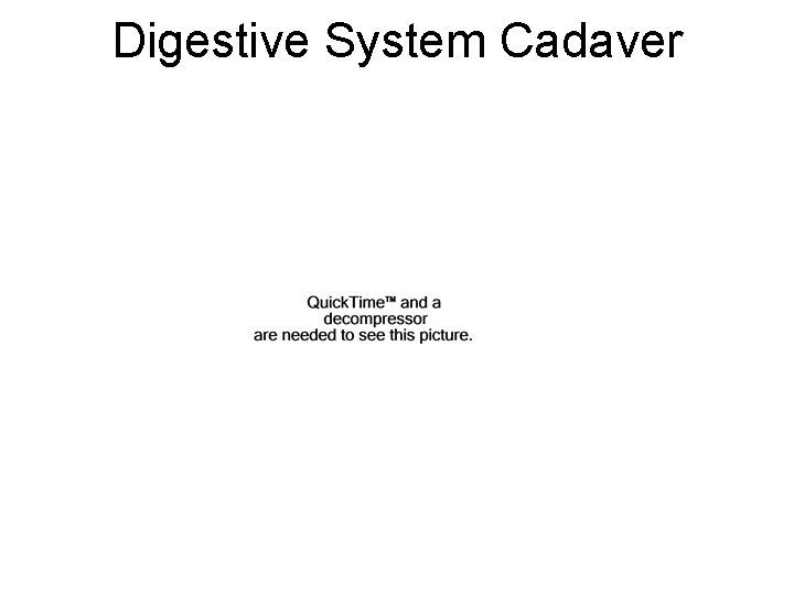 Digestive System Cadaver 