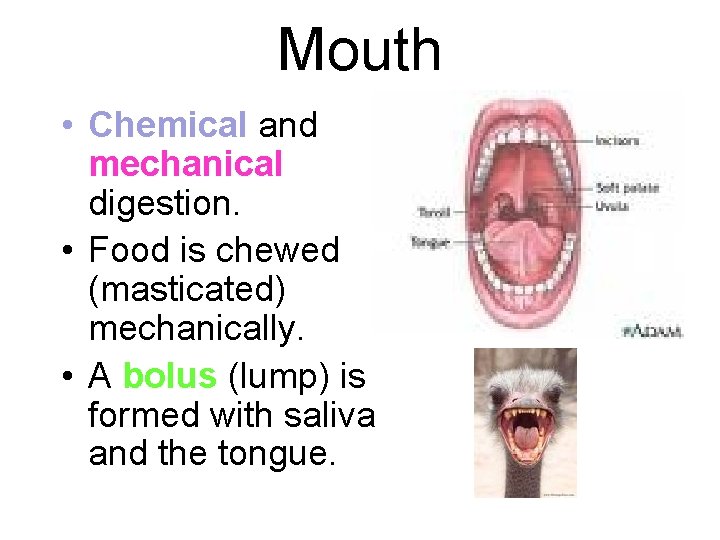 Mouth • Chemical and mechanical digestion. • Food is chewed (masticated) mechanically. • A