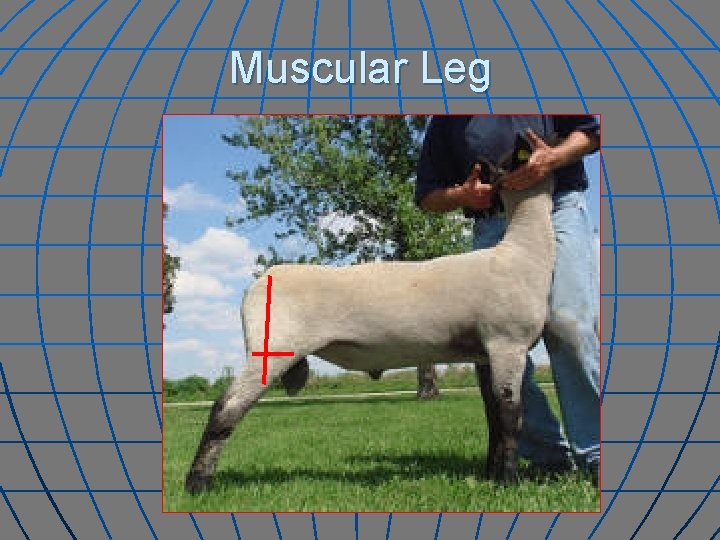 Muscular Leg 
