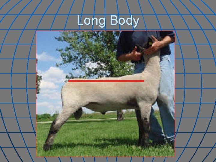 Long Body 
