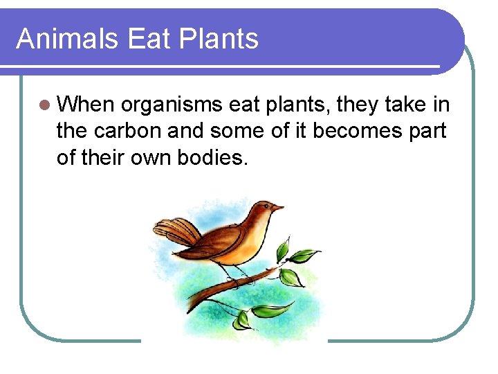 Animals Eat Plants l When organisms eat plants, they take in the carbon and