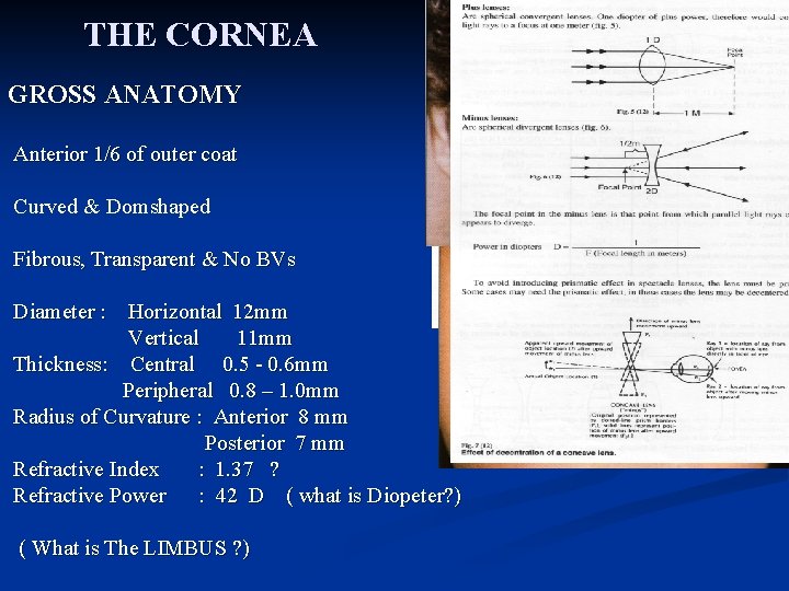 THE CORNEA GROSS ANATOMY Anterior 1/6 of outer coat Curved & Domshaped Fibrous, Transparent