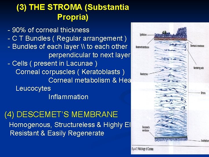 (3) THE STROMA (Substantia Propria) - 90% of corneal thickness - C T Bundles