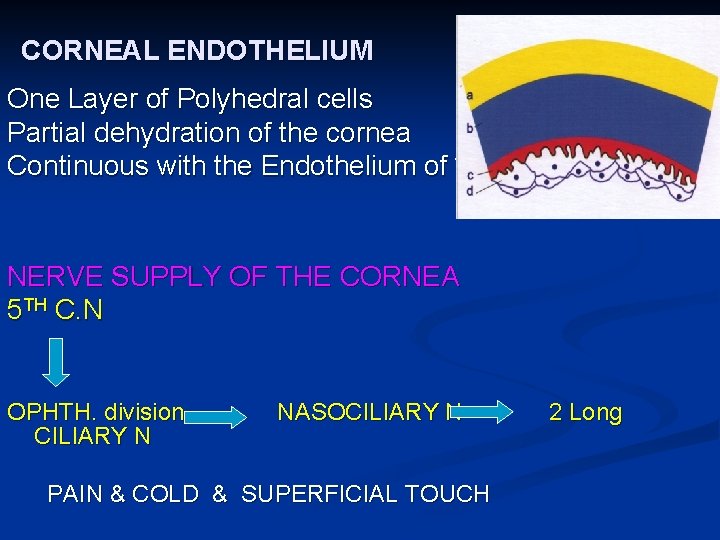 CORNEAL ENDOTHELIUM One Layer of Polyhedral cells Partial dehydration of the cornea Continuous with