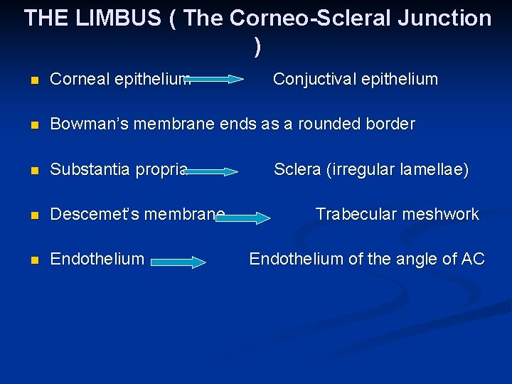 THE LIMBUS ( The Corneo-Scleral Junction ) n Corneal epithelium Conjuctival epithelium n Bowman’s