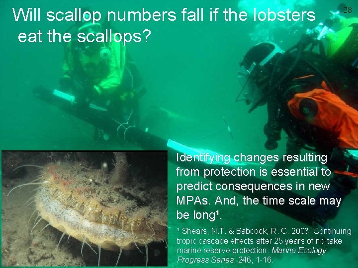 Will scallop numbers fall if the lobsters eat the scallops? 28 Identifying changes resulting