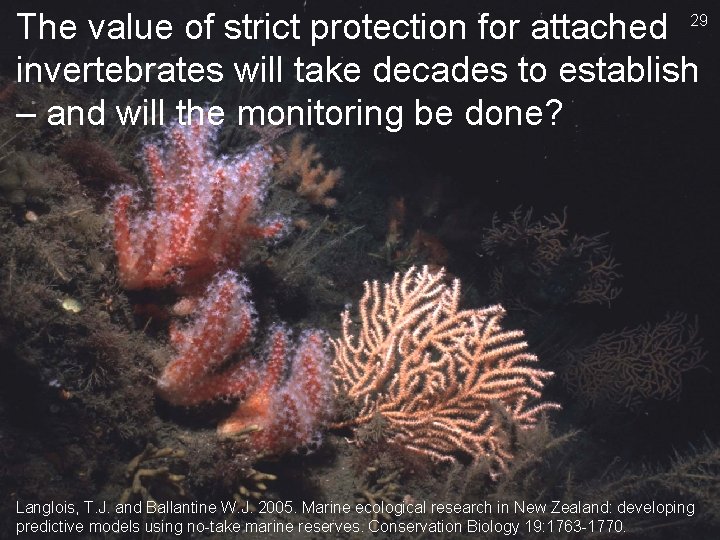 The value of strict protection for attached 29 invertebrates will take decades to establish