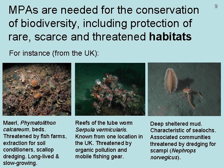 MPAs are needed for the conservation of biodiversity, including protection of rare, scarce and