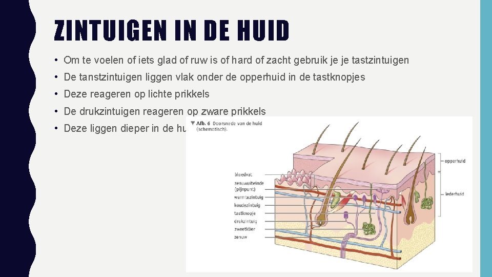ZINTUIGEN IN DE HUID • Om te voelen of iets glad of ruw is