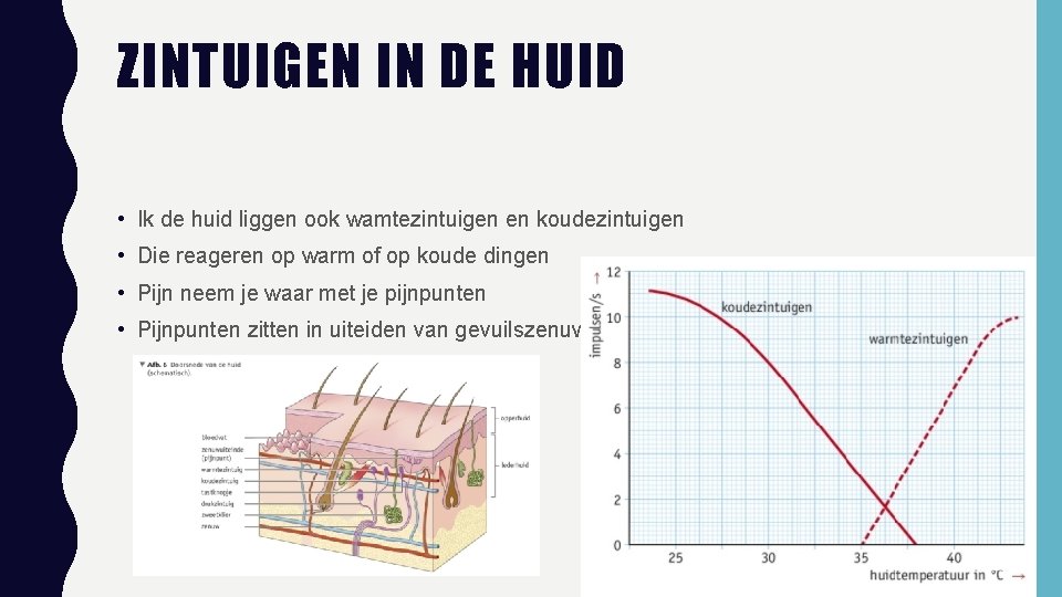 ZINTUIGEN IN DE HUID • Ik de huid liggen ook wamtezintuigen en koudezintuigen •