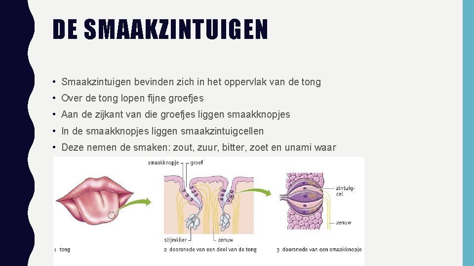 DE SMAAKZINTUIGEN • Smaakzintuigen bevinden zich in het oppervlak van de tong • Over