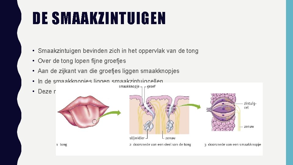 DE SMAAKZINTUIGEN • Smaakzintuigen bevinden zich in het oppervlak van de tong • Over