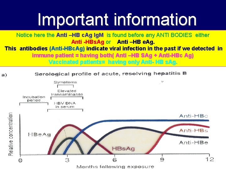 Important information Notice here the Anti –HB c. Ag Ig. M is found before