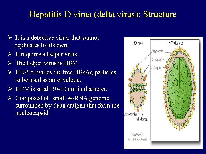 Hepatitis D virus (delta virus): Structure Ø It is a defective virus, that cannot