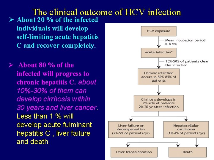 The clinical outcome of HCV infection Ø About 20 % of the infected individuals