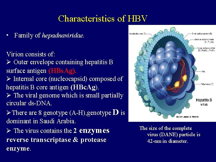 Characteristics of HBV • Family of hepadnaviridae. Virion consists of: Ø Outer envelope containing