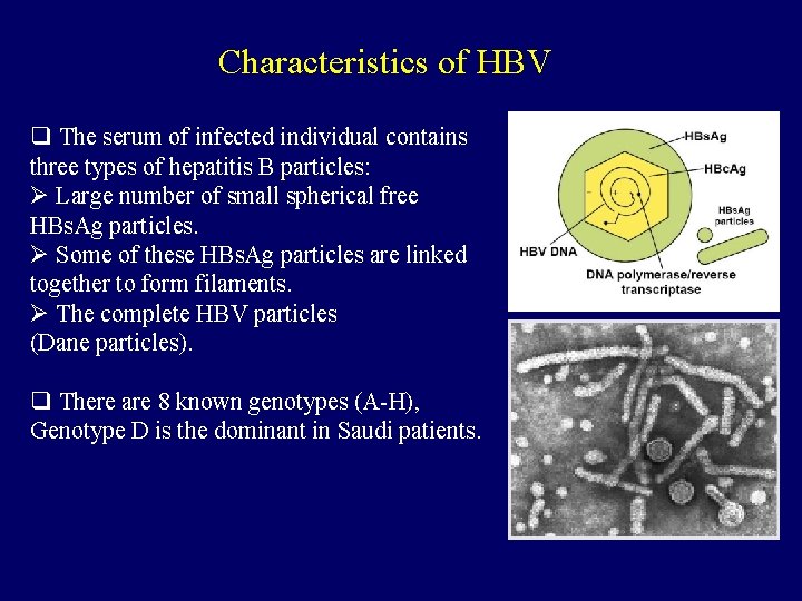 Characteristics of HBV q The serum of infected individual contains three types of hepatitis