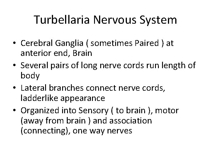 Turbellaria Nervous System • Cerebral Ganglia ( sometimes Paired ) at anterior end, Brain