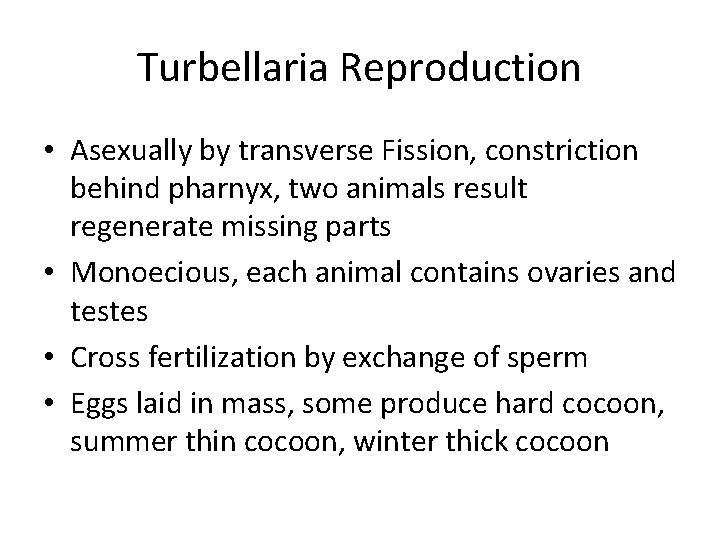 Turbellaria Reproduction • Asexually by transverse Fission, constriction behind pharnyx, two animals result regenerate