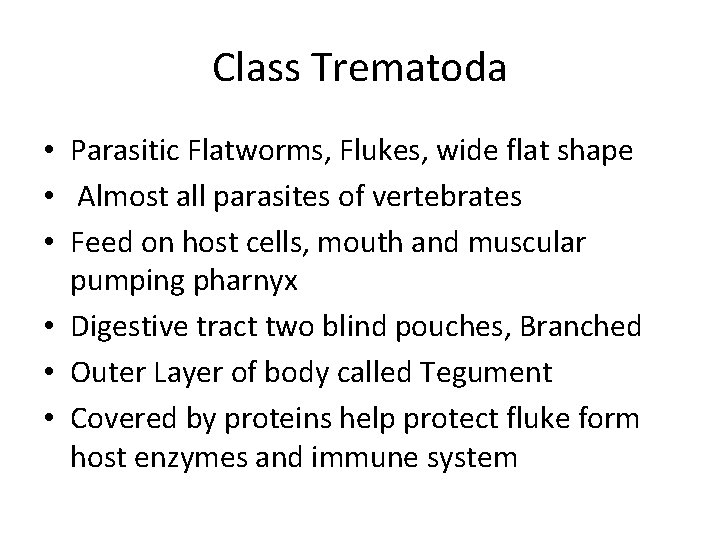 Class Trematoda • Parasitic Flatworms, Flukes, wide flat shape • Almost all parasites of