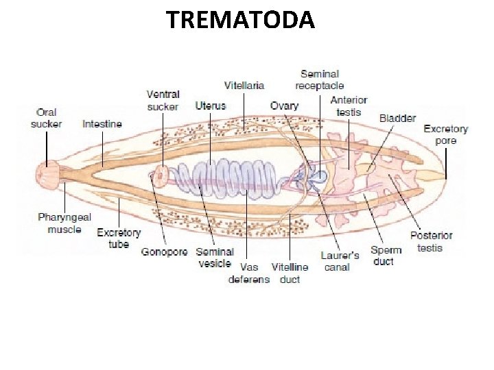 TREMATODA 