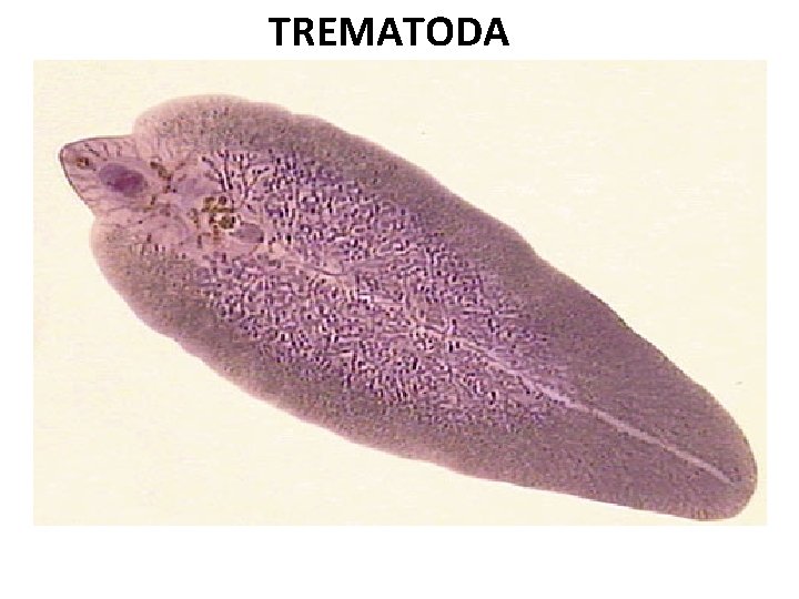 TREMATODA 