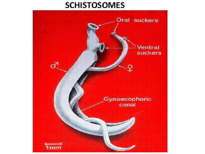 SCHISTOSOMES 