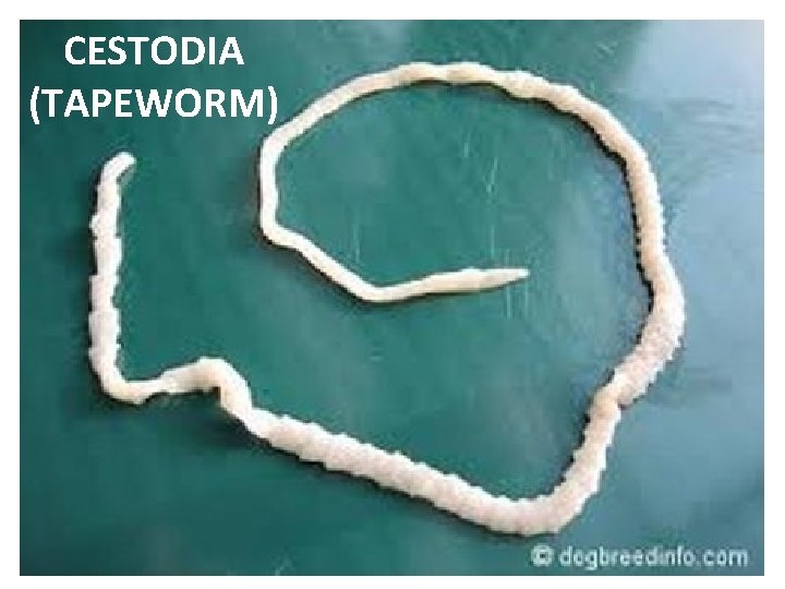 CESTODIA (TAPEWORM) 