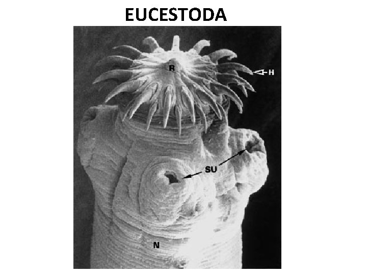 EUCESTODA 