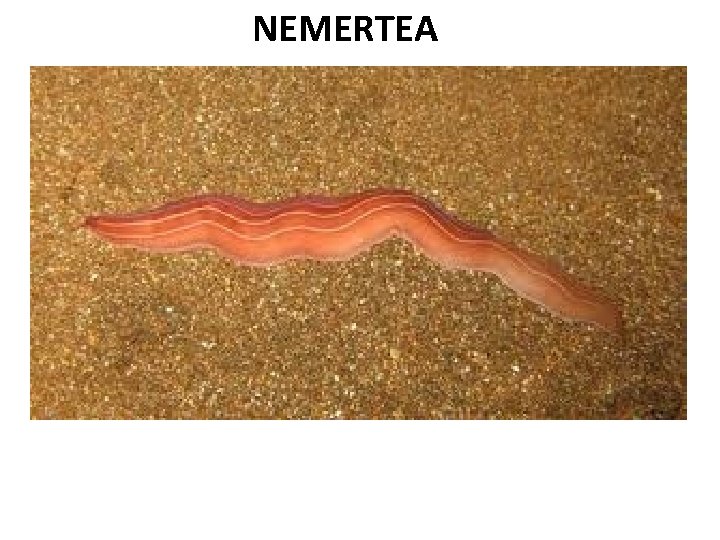 NEMERTEA 