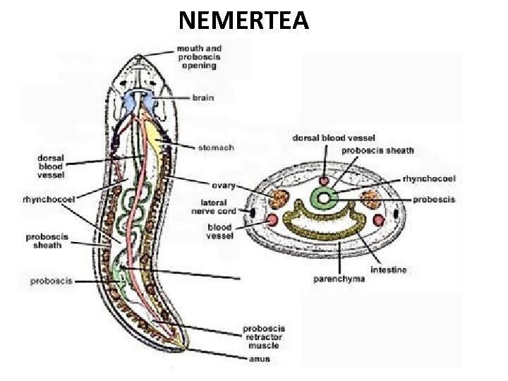 NEMERTEA 