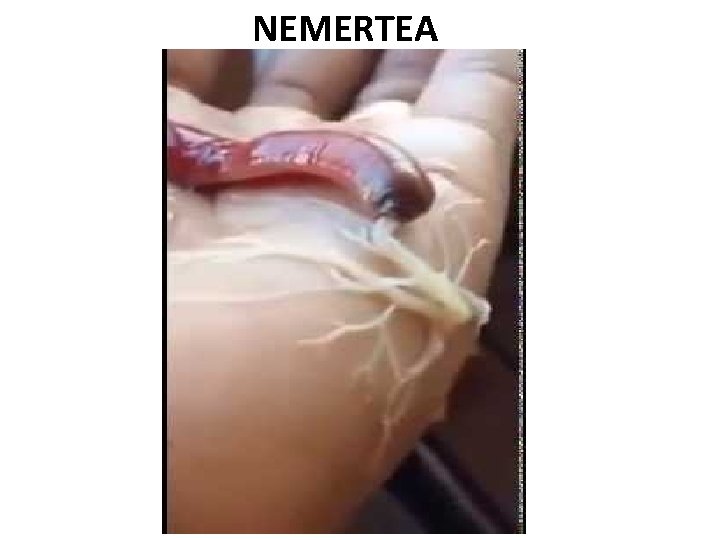 NEMERTEA 