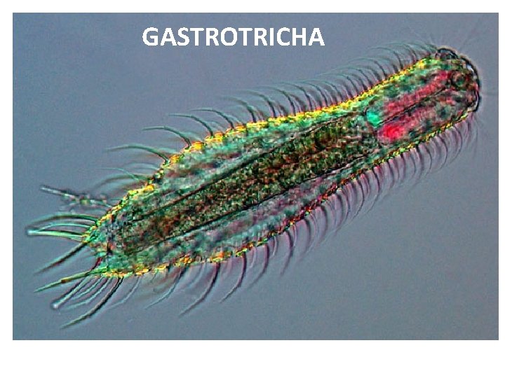 GASTROTRICHA 