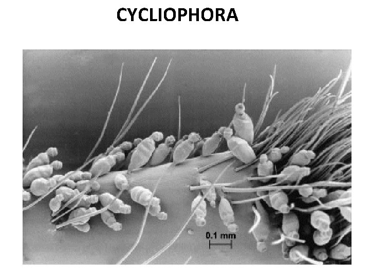 CYCLIOPHORA 