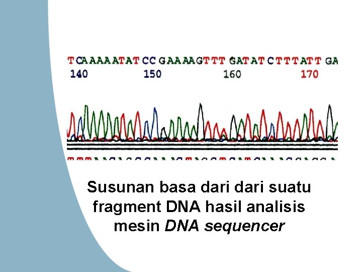 Susunan basa dari suatu fragment DNA hasil analisis mesin DNA sequencer 