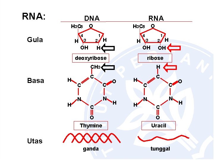 RNA: DNA O H 3 C 5 1 3 H 2 OH O H