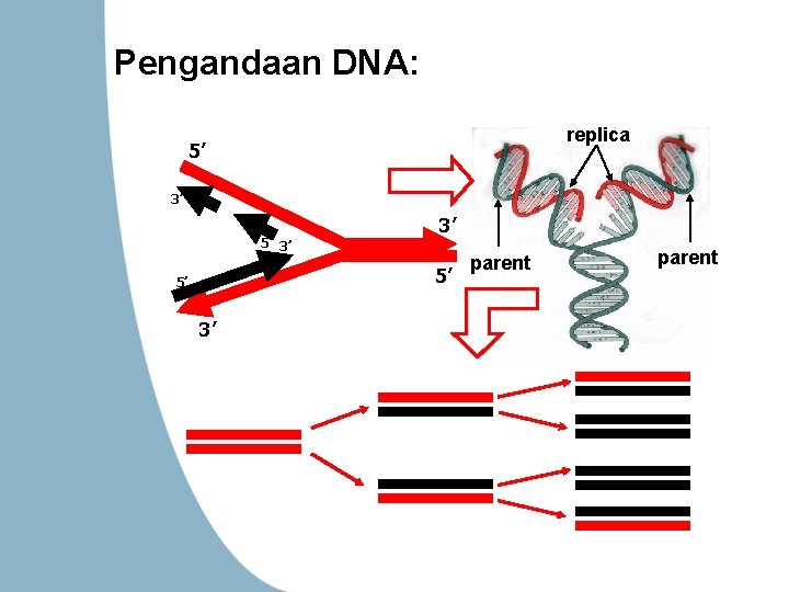 Pengandaan DNA: replica 5’ 3’ 3’ 5’ 5’ 3’ parent 