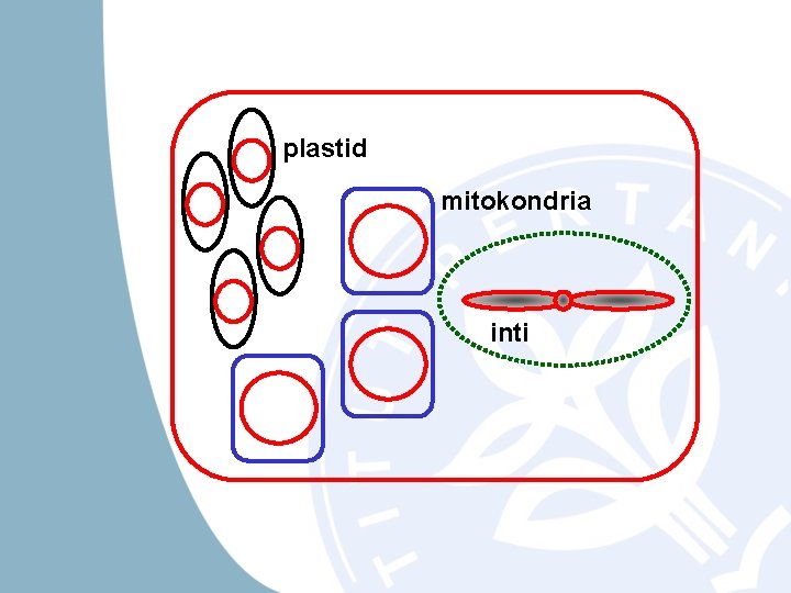 plastid mitokondria inti 