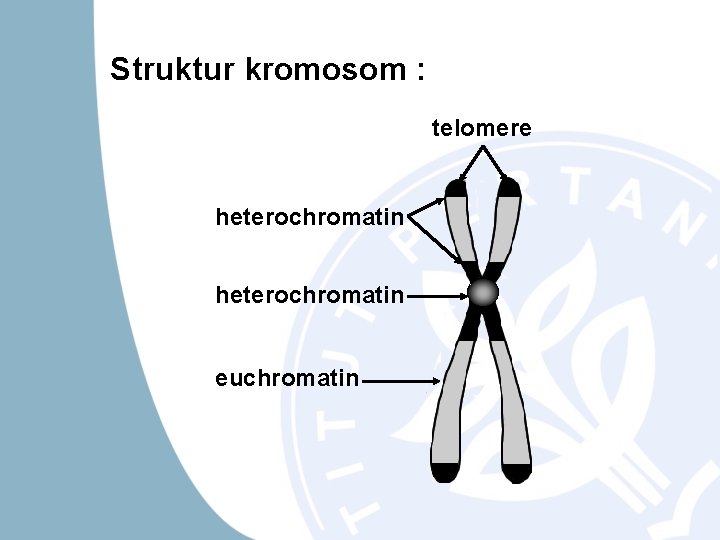 Struktur kromosom : telomere heterochromatin euchromatin 