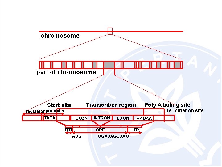 chromosome part of chromosome Poly A tailing site Transcribed region Start site Termination site