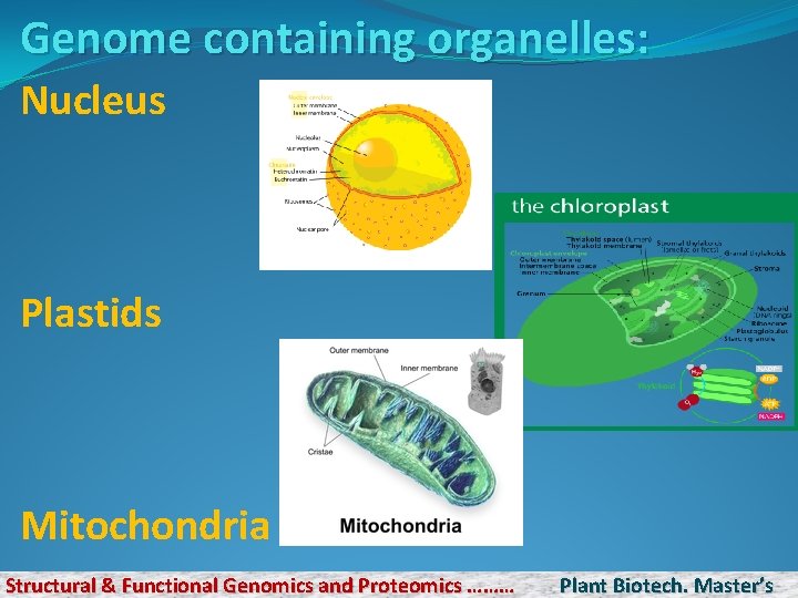 Genome containing organelles: Nucleus Plastids Mitochondria Structural & Functional Genomics and Proteomics ……… Plant