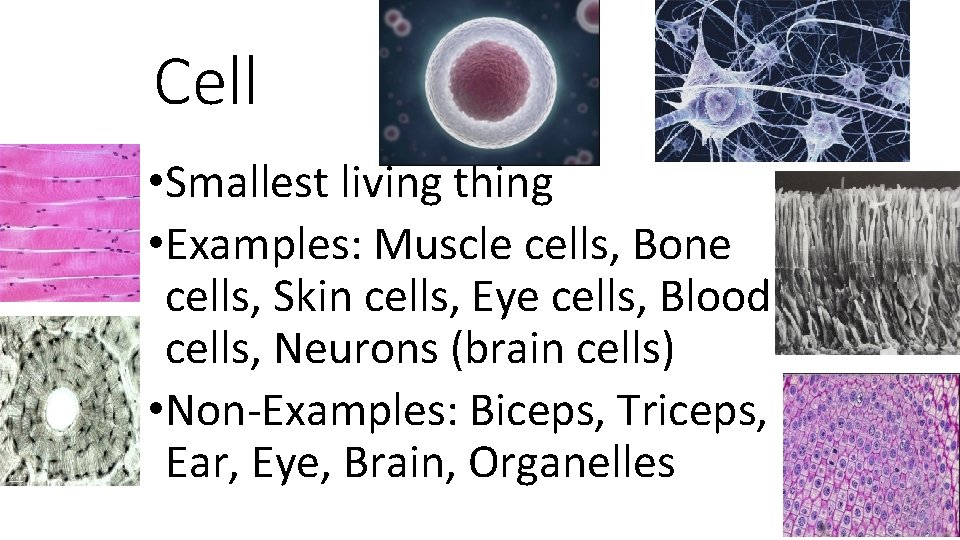 Cell • Smallest living thing • Examples: Muscle cells, Bone cells, Skin cells, Eye