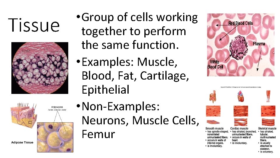 Tissue • Group of cells working together to perform the same function. • Examples: