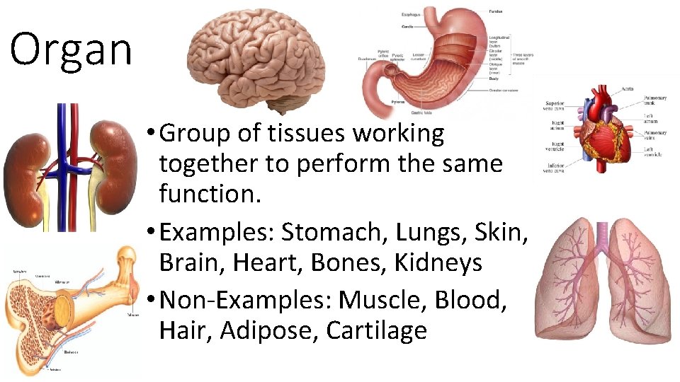 Organ • Group of tissues working together to perform the same function. • Examples: