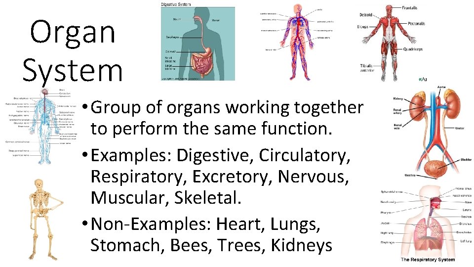 Organ System • Group of organs working together to perform the same function. •
